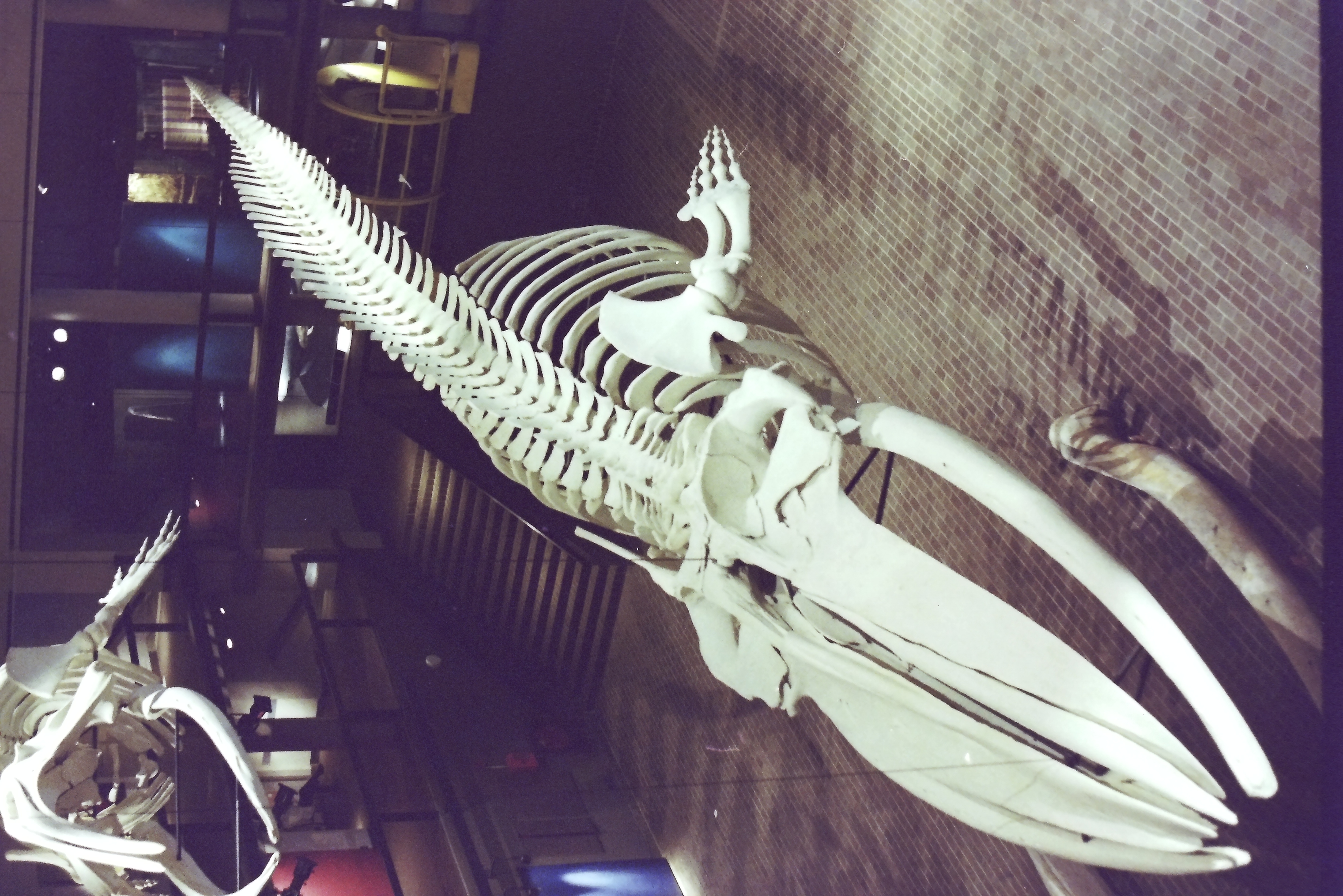 Whale skeleton at the Natural History Museum in Cape Town