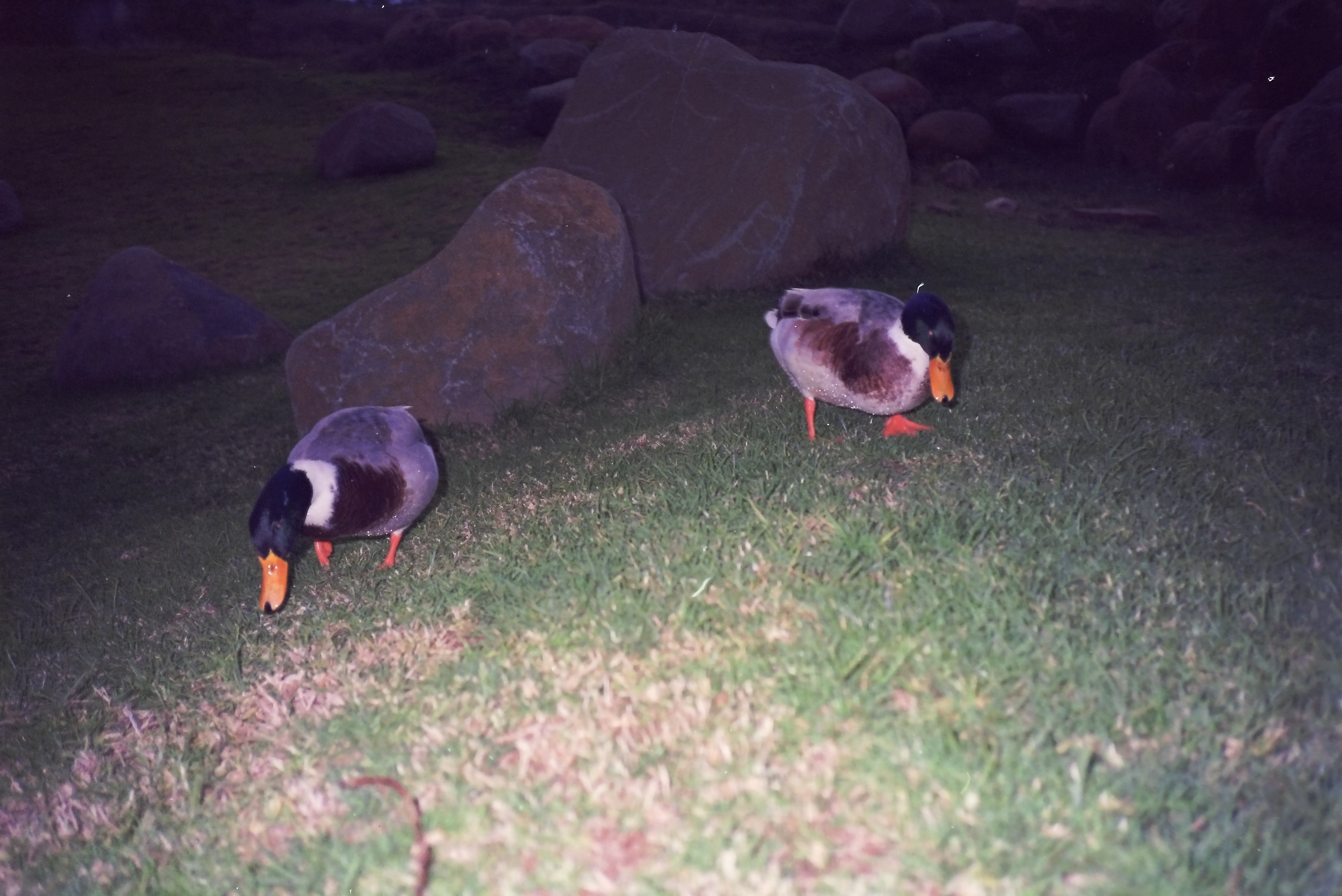 My ducks at Pretoria Technikon. Fed them every evening!