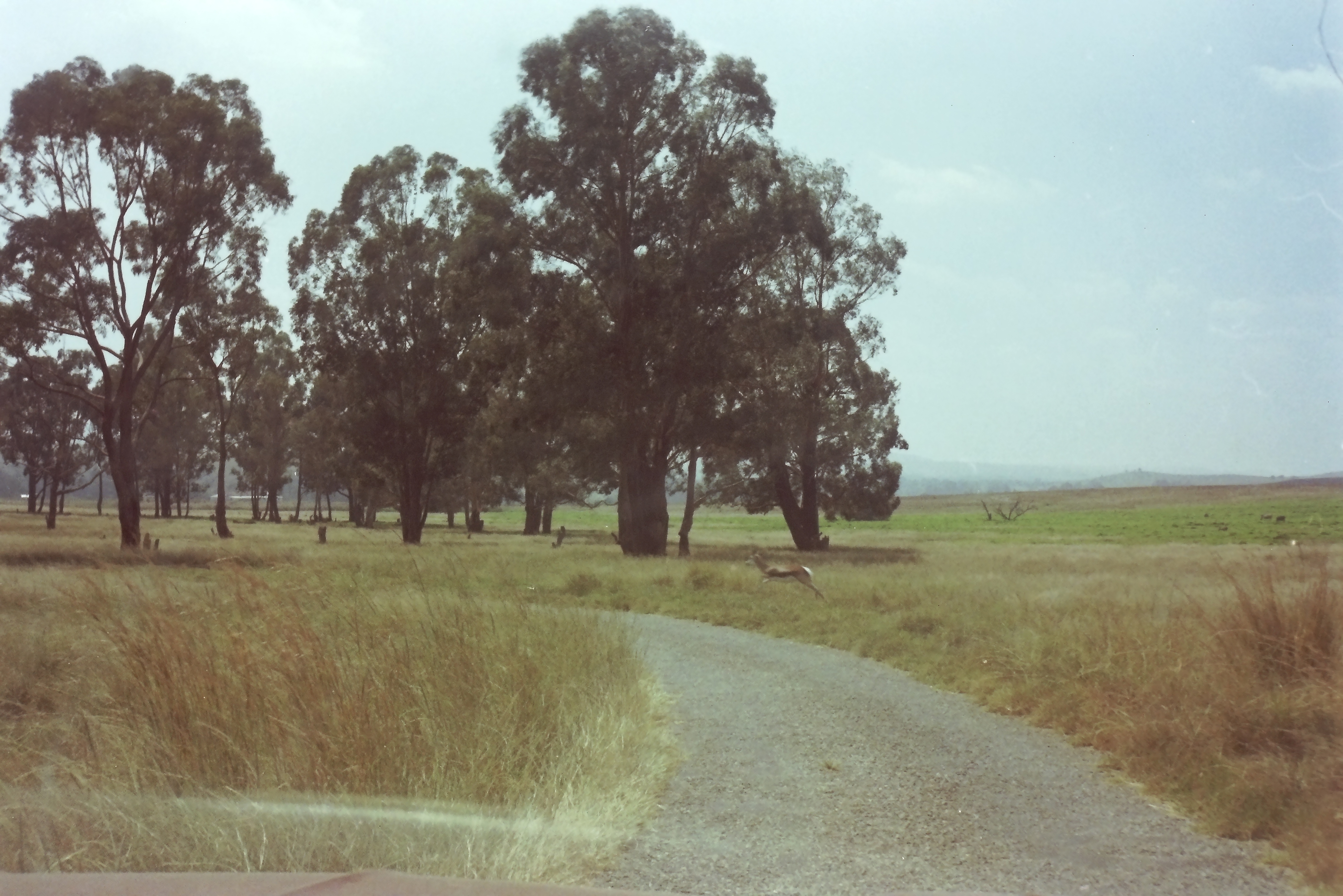 Krugersdorp Game Reserve