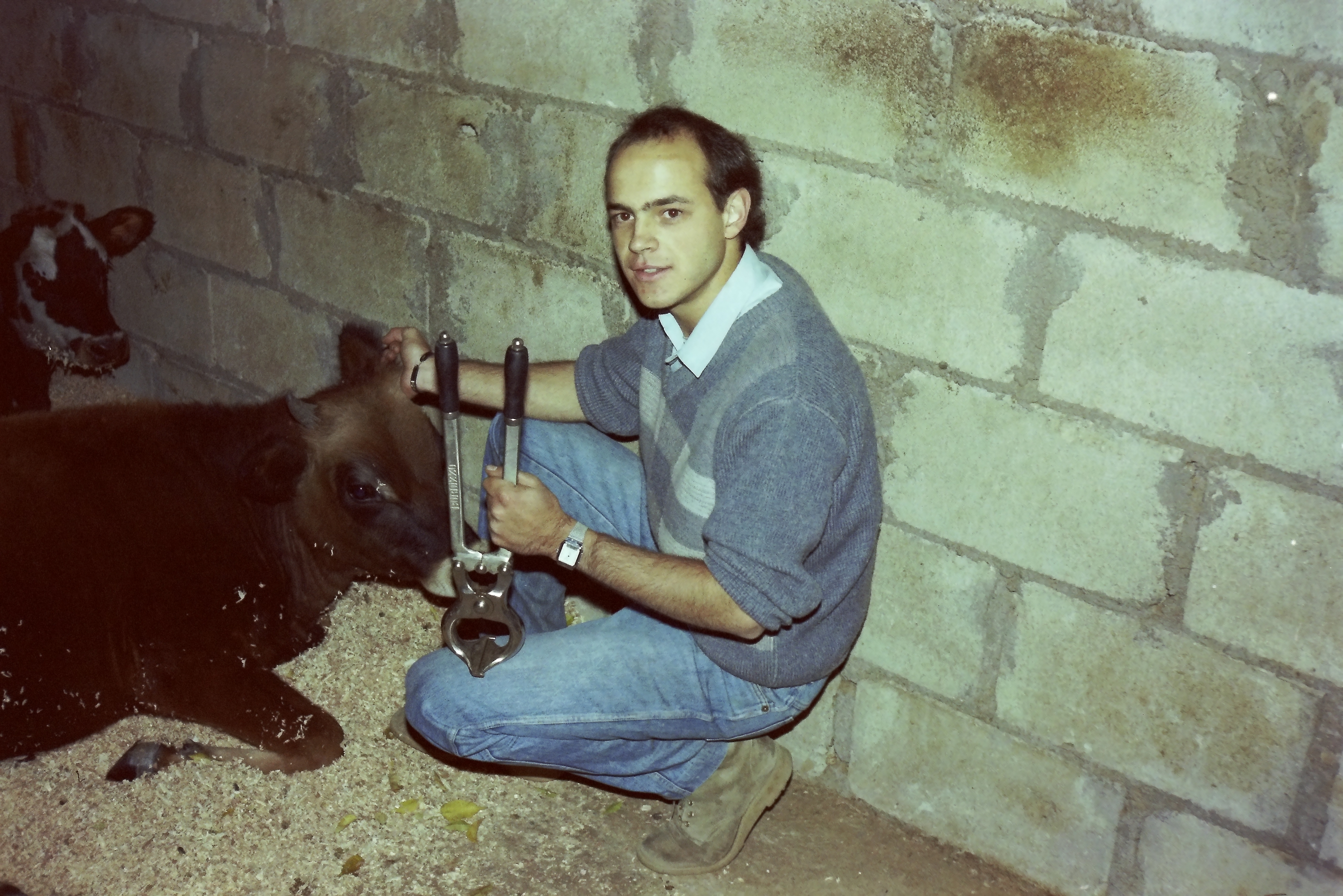 Getting ready to castrate the calf with a Burdizzo