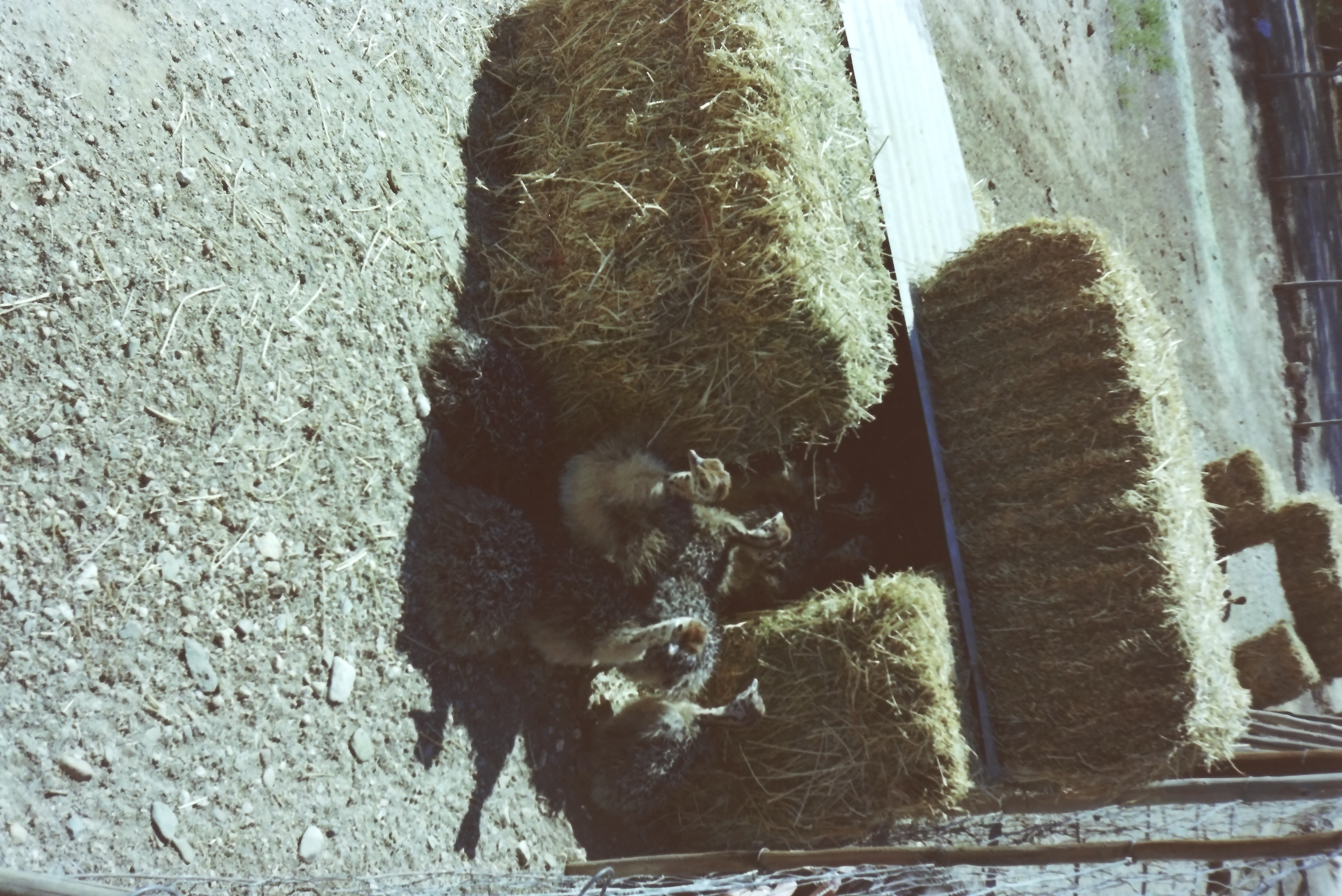 Tour of Oudtshoorn Ostrich farm in Dec 1984