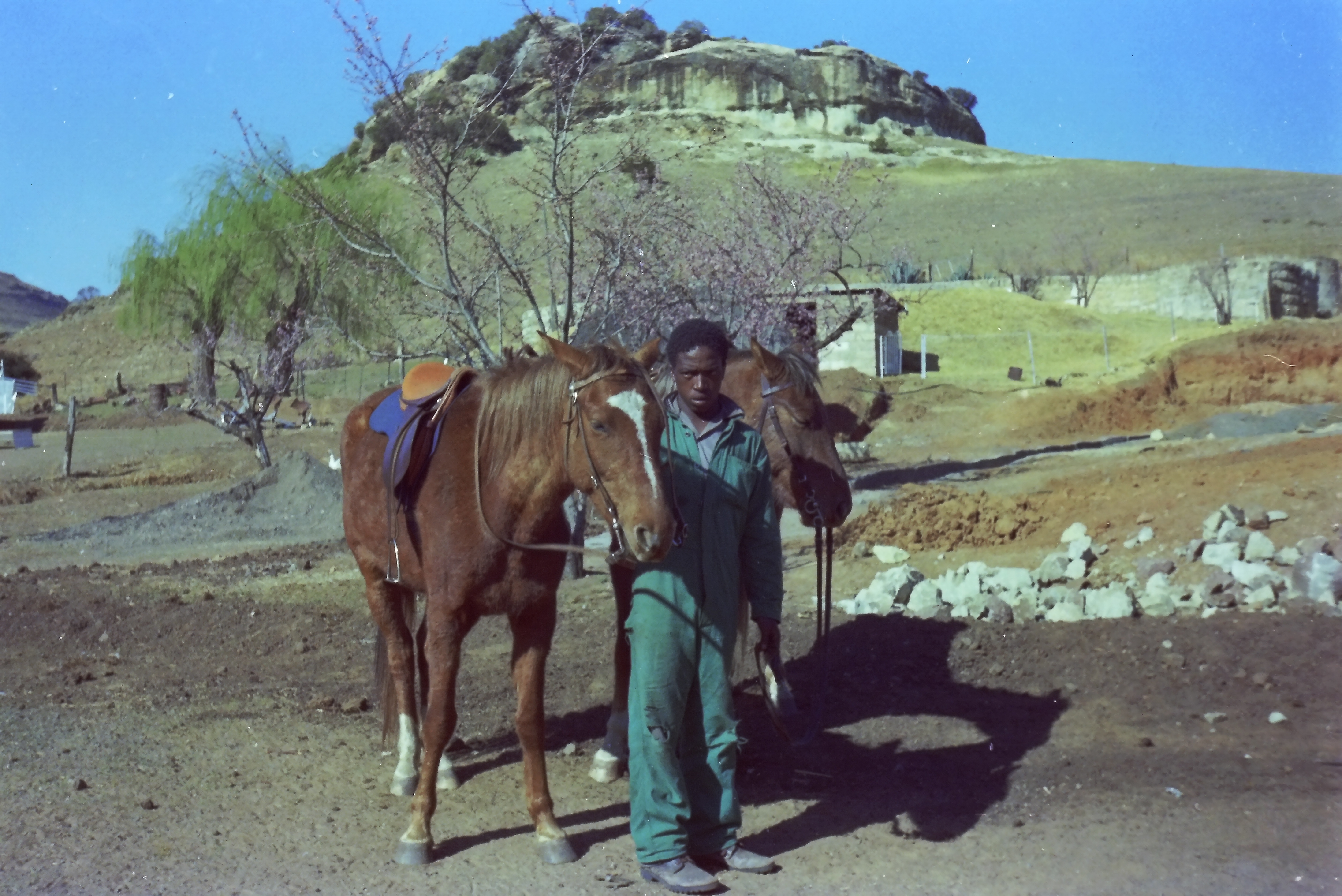 Horses on Sunnyside Farm in Clarens