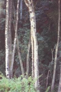 https://brutongallery.s3.af-south-1.amazonaws.com/th_9010c85aebb2ac13fd15542fe4828715a4d03a3f.jpg